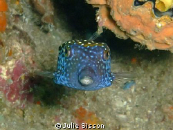 The site was Hin Daeng i followed this little box fish th... by Julie Sisson 